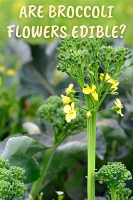 Can You Eat Broccoli Flowers?