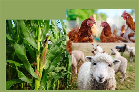 is mixed crop and livestock farming intensive or extensive