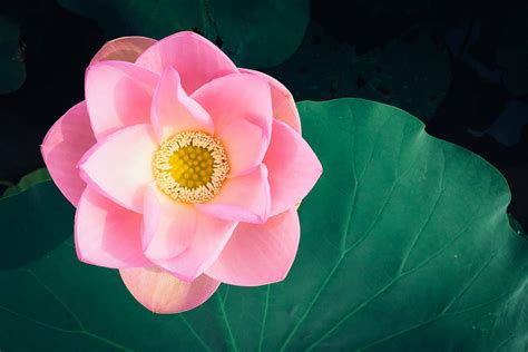 Where to Find Lotus Flowers