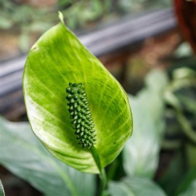 Why Are My Peace Lily Flowers Green?